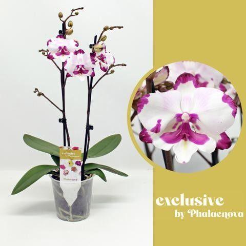 Горшечные цветы и растения оптом Phal 2st Emily 16+ (phalaenova) от 6шт из Голландии с доставкой по России