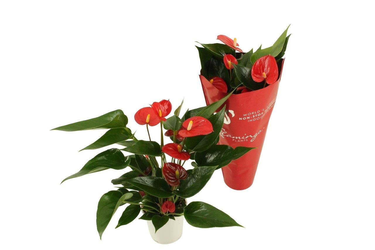 Горшечные цветы и растения оптом Anth An Arisa Red 3+ от 18шт (для телеги) из Голландии с доставкой по России