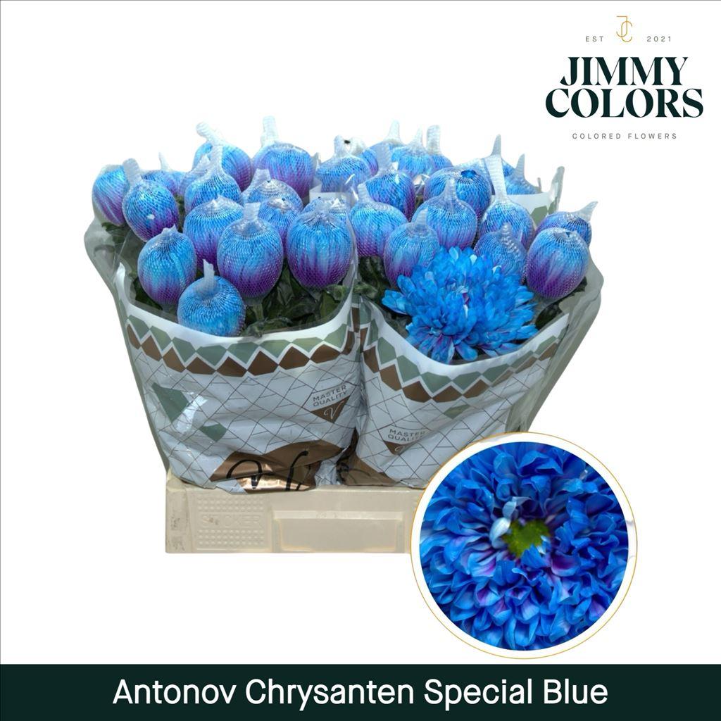 Срезанные цветы оптом Chrys bl paint antonov special blue от 40шт из Голландии с доставкой по России
