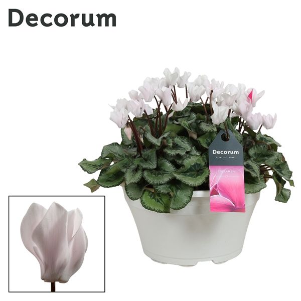 Горшечные цветы и растения оптом Cyclamen Garden White Bowl Ariel (decorum) от 1шт из Голландии с доставкой по России