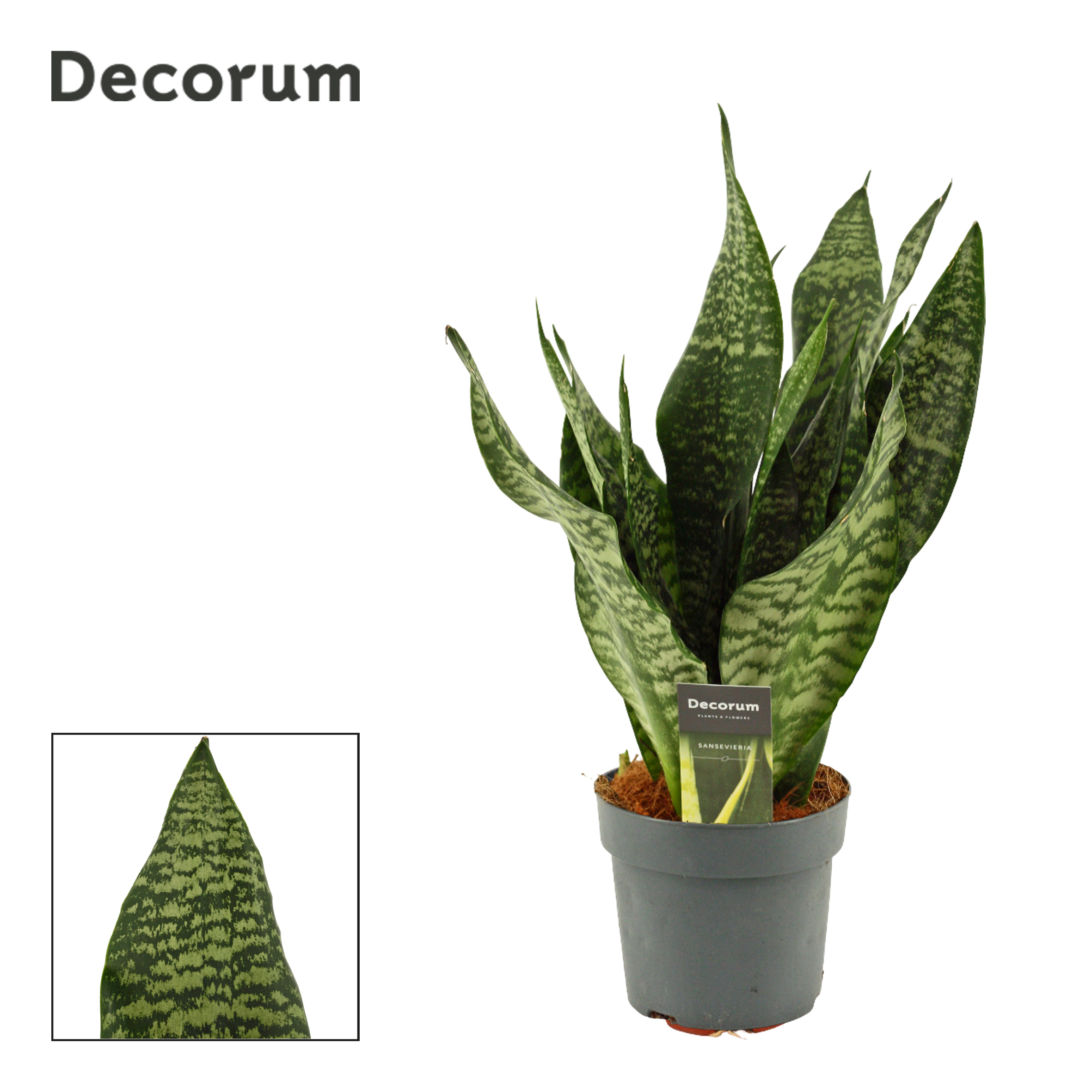 Горшечные цветы и растения оптом Sansevieria Super Green (dec) от 7шт из Голландии с доставкой по России