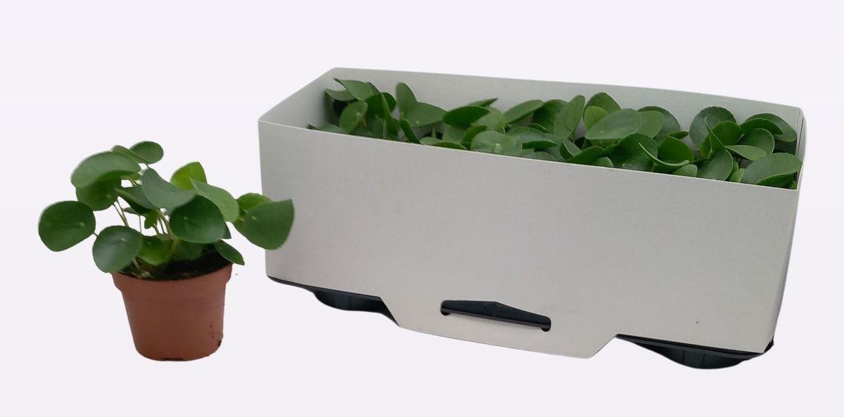 Горшечные цветы и растения оптом Pilea Peperomioides от 8шт из Голландии с доставкой по России