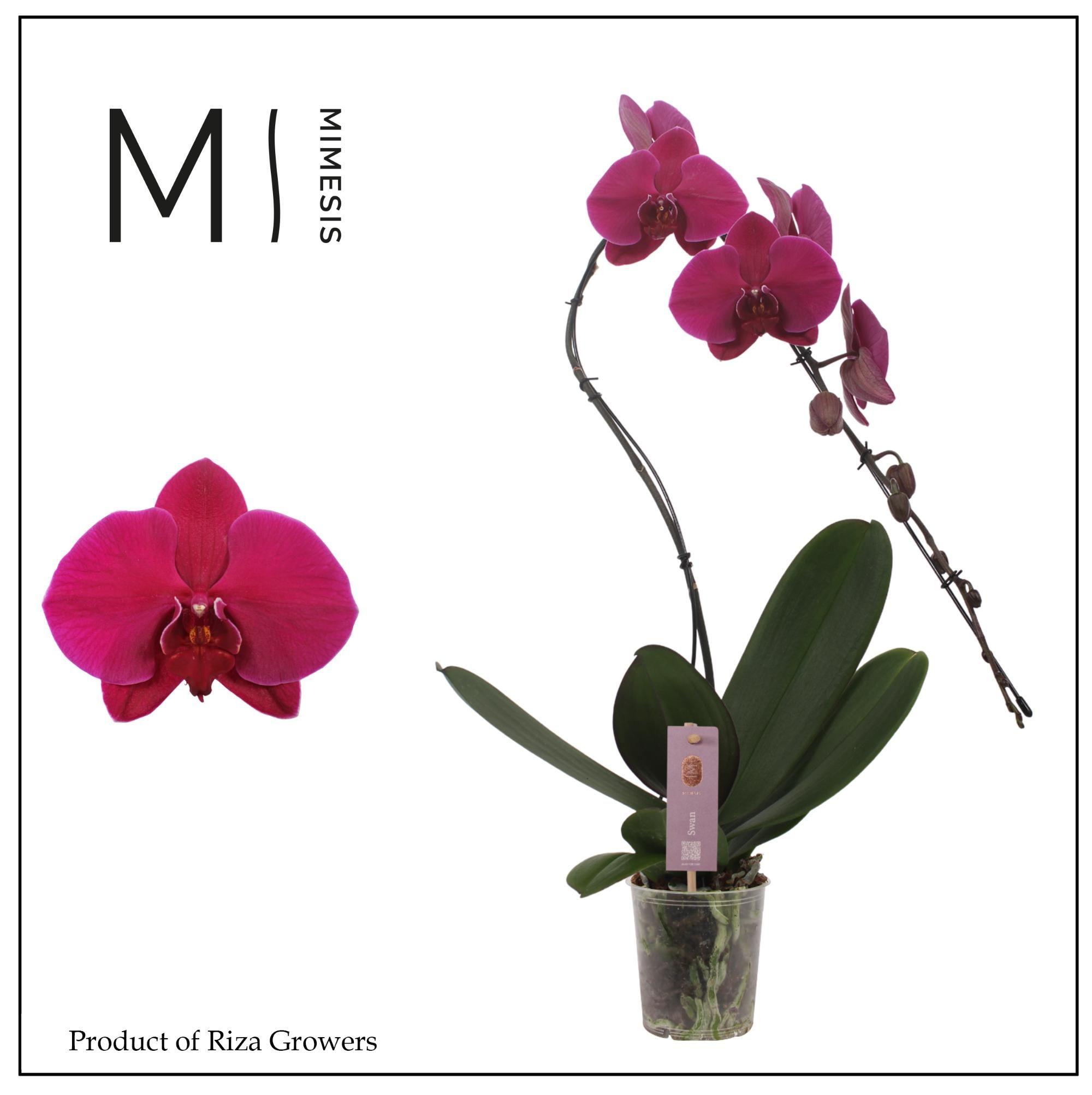 Горшечные цветы и растения оптом Phal Swan 1st Xl Purple (mimesis) от 4шт из Голландии с доставкой по России