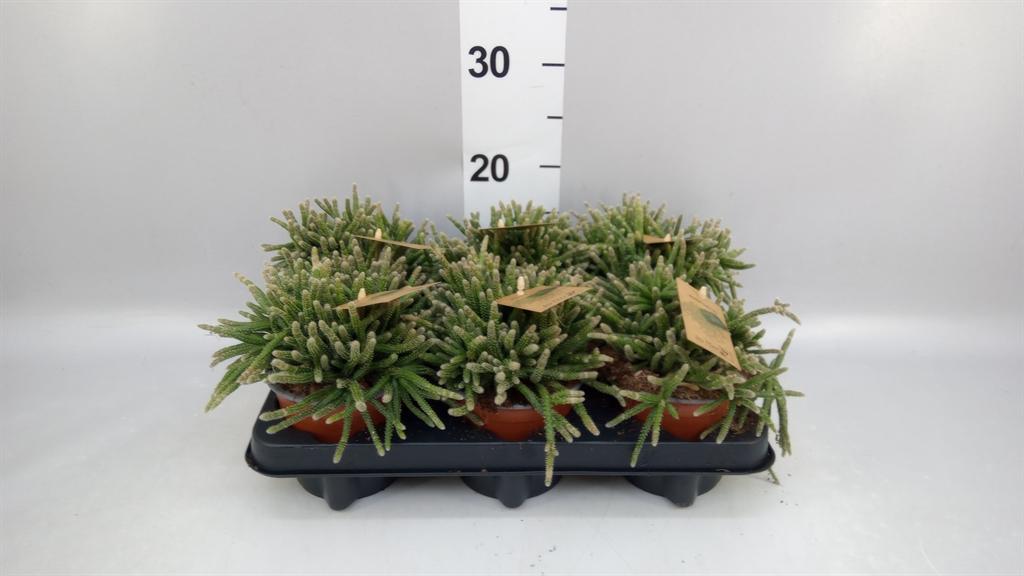 Горшечные цветы и растения оптом Rhipsalis Baccifera Subsp. Horrida от 6шт из Голландии с доставкой по России