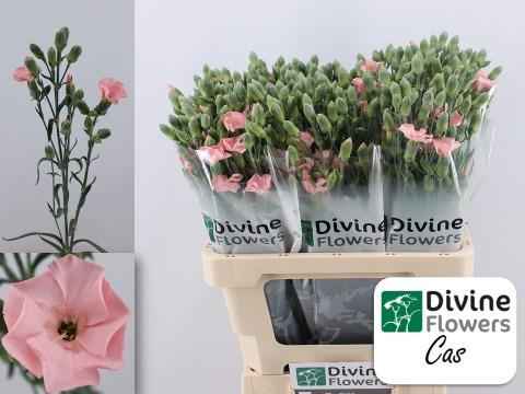 Срезанные цветы оптом Dianthus sp solomio cas от 60шт из Голландии с доставкой по России