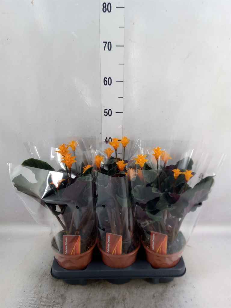 Горшечные цветы и растения оптом Calathea Crocata от 6шт из Голландии с доставкой по России