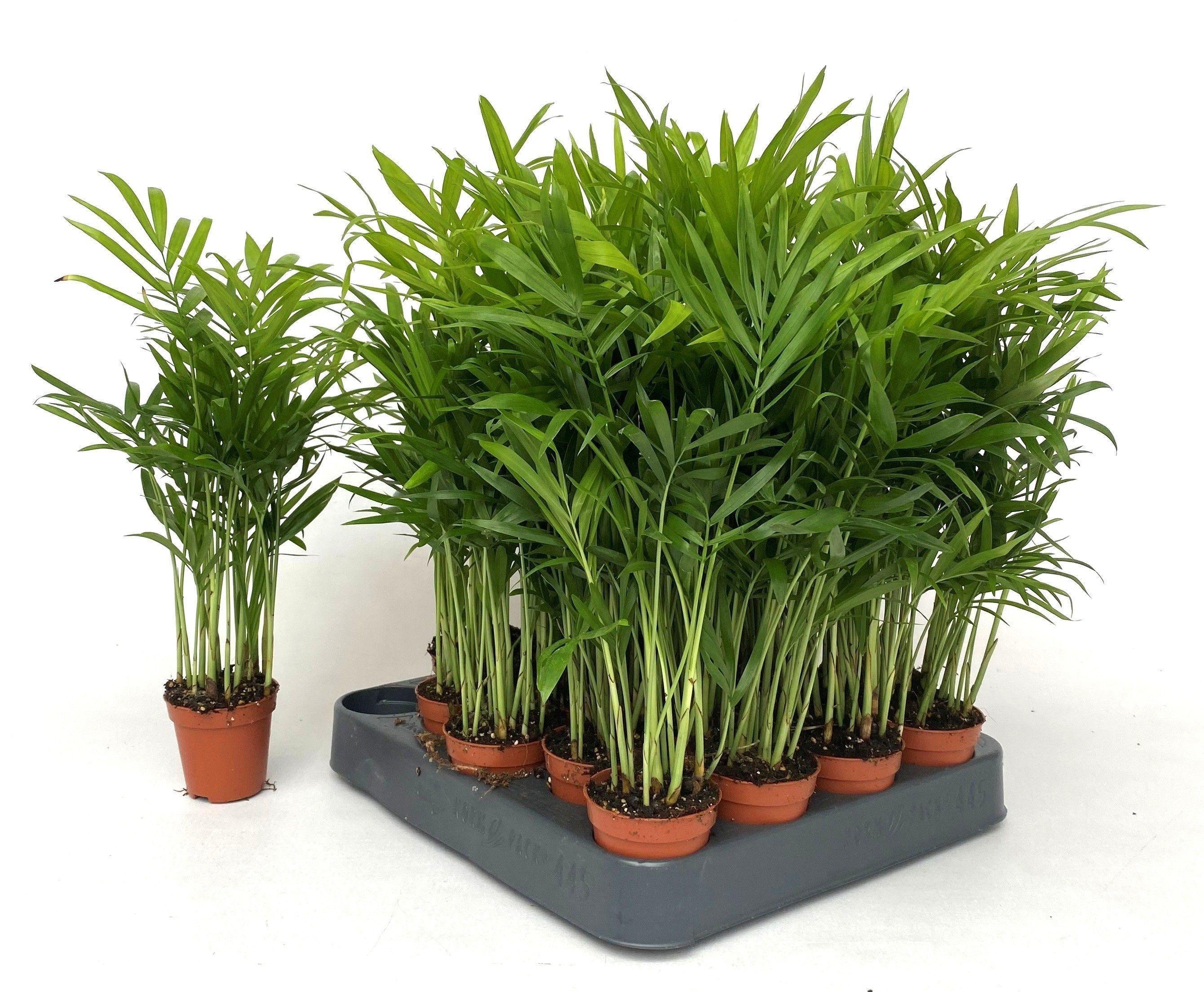 Горшечные цветы и растения оптом Chamaed Elegans от 20шт (для телеги) из Голландии с доставкой по России