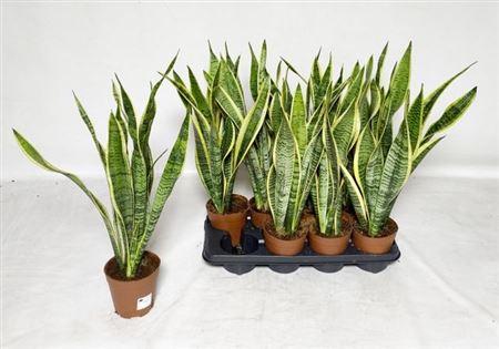 Горшечные цветы и растения оптом Sansev Laurentii 60cm от 8шт из Голландии с доставкой по России