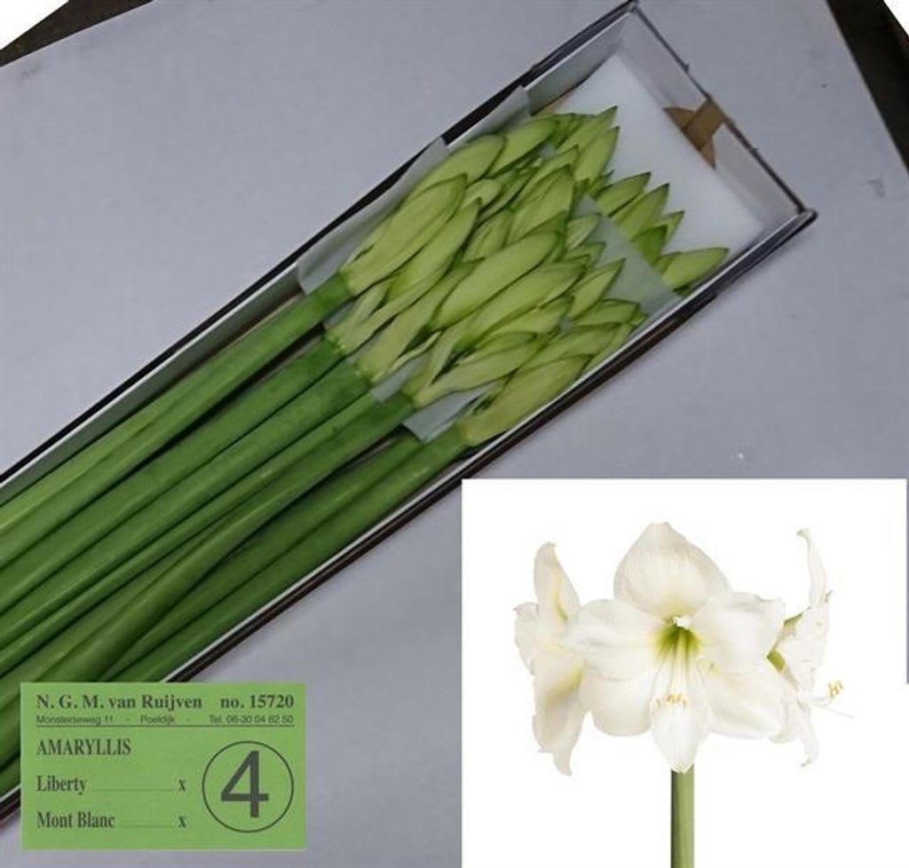 Срезанные цветы оптом Hippeastrum mont blanc от 15шт из Голландии с доставкой по России