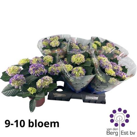 Горшечные цветы и растения оптом Hydrangea Macrophylla Meadow Blue 9 от 6шт из Голландии с доставкой по России
