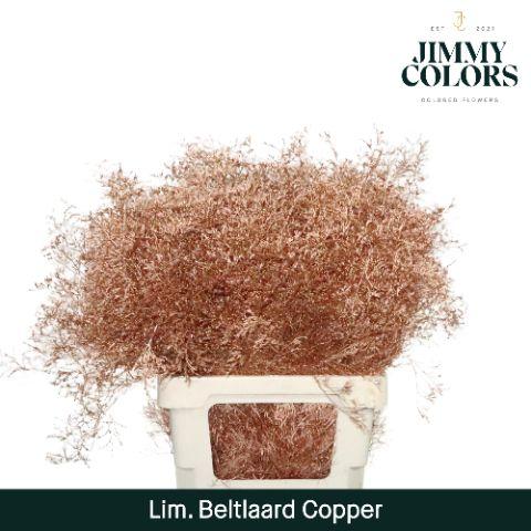 Срезанные цветы оптом Limonium beltlaard paint metallic copper от 50шт из Голландии с доставкой по России