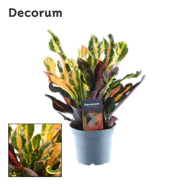 Горшечные цветы и растения оптом Codiaeum Mammi 3pp (decorum) от 10шт из Голландии с доставкой по России