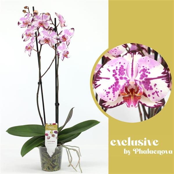 Горшечные цветы и растения оптом Phal 2st Magic Art 14+ (phalaenova) от 10шт из Голландии с доставкой по России