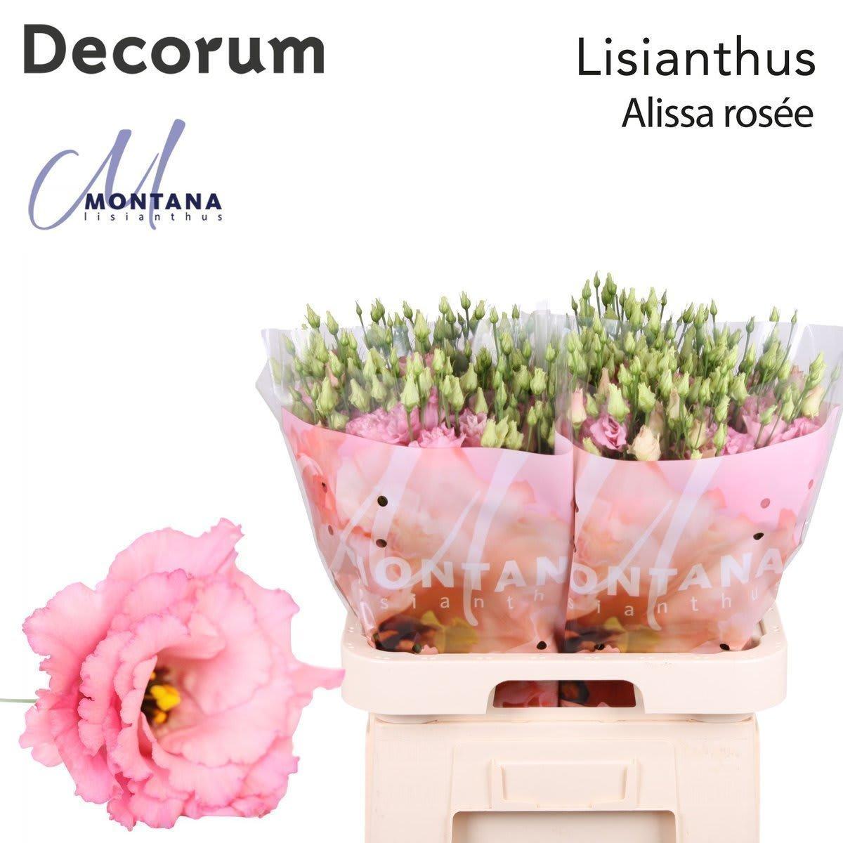 Срезанные цветы оптом Lisianthus do alissa rose pink A от 60шт из Голландии с доставкой по России