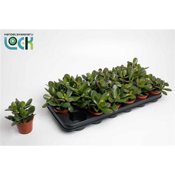 Горшечные цветы и растения оптом Crassula Argentea от 12шт (для телеги) из Голландии с доставкой по России