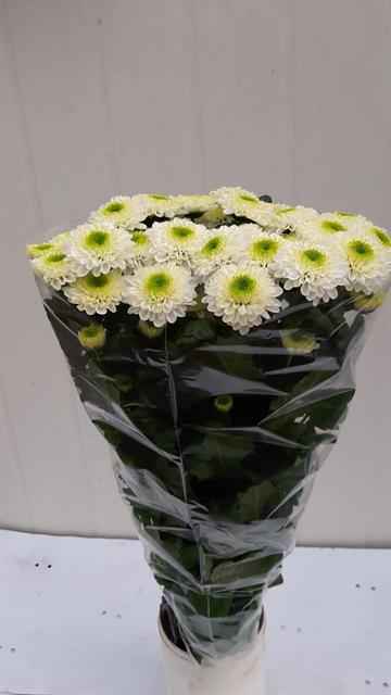 Срезанные цветы оптом Chrys sp quintus от 80шт из Голландии с доставкой по России