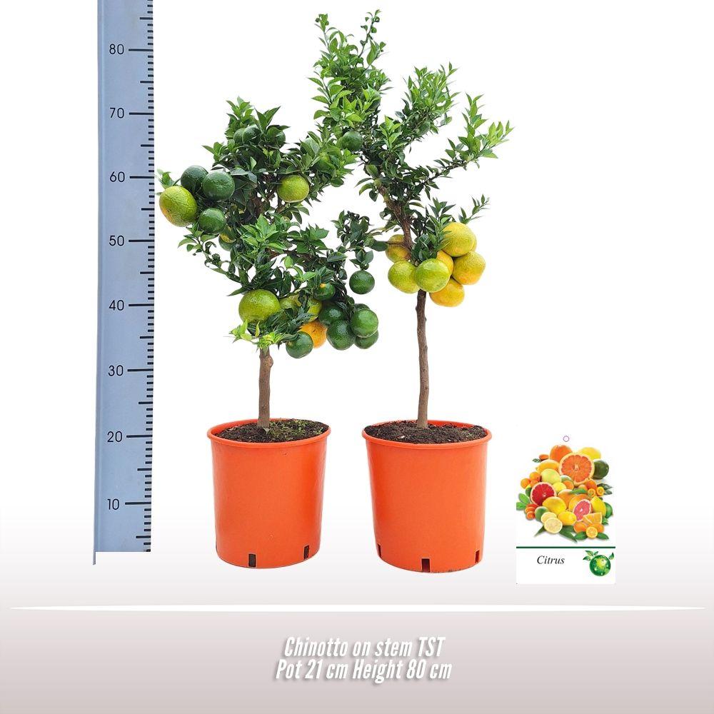Горшечные цветы и растения оптом Citrus   ... от 1шт (для телеги) из Голландии с доставкой по России