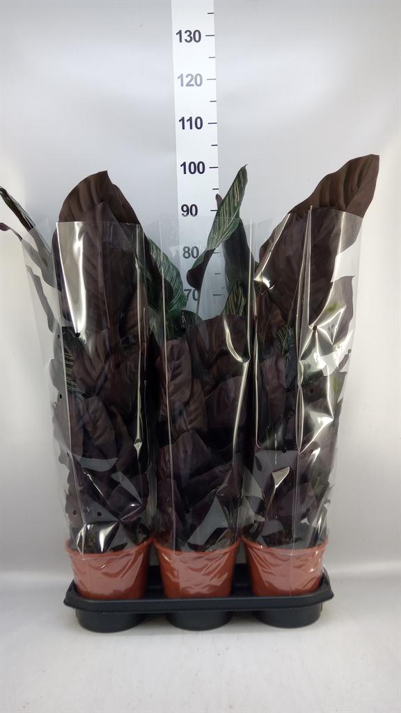 Горшечные цветы и растения оптом Calathea Sanderiana от 3шт из Голландии с доставкой по России