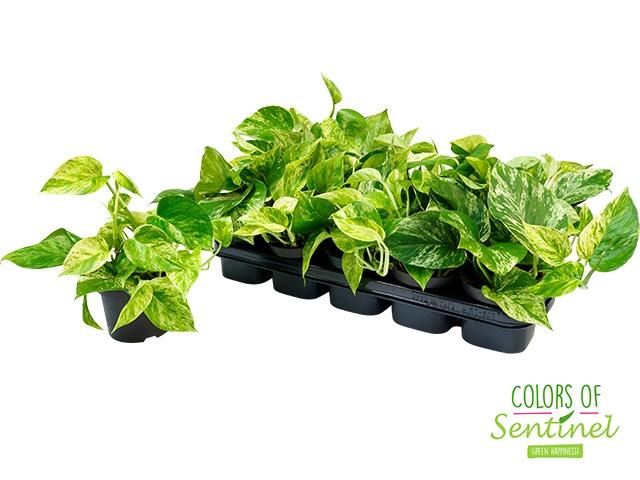 Горшечные цветы и растения оптом Epipr Marble Queen от 10шт из Голландии с доставкой по России