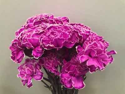 Срезанные цветы оптом Dianthus st paint cerise от 80шт из Голландии с доставкой по России