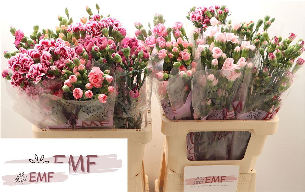 Срезанные цветы оптом Dianthus sp mix in bucket от 60шт из Голландии с доставкой по России