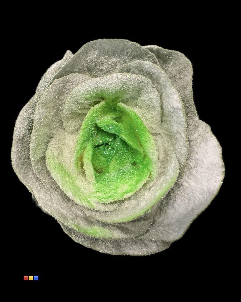 Срезанные цветы оптом Brassica paint marshmallow green от 20шт из Голландии с доставкой по России