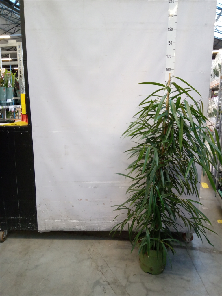 Горшечные цветы и растения оптом Ficus Bin Alii от 1шт из Голландии с доставкой по России