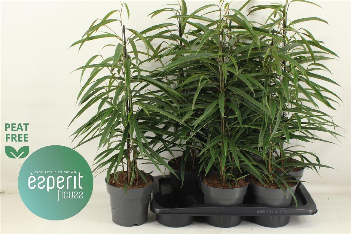 Горшечные цветы и растения оптом Ficus Bin Alii от 6шт из Голландии с доставкой по России