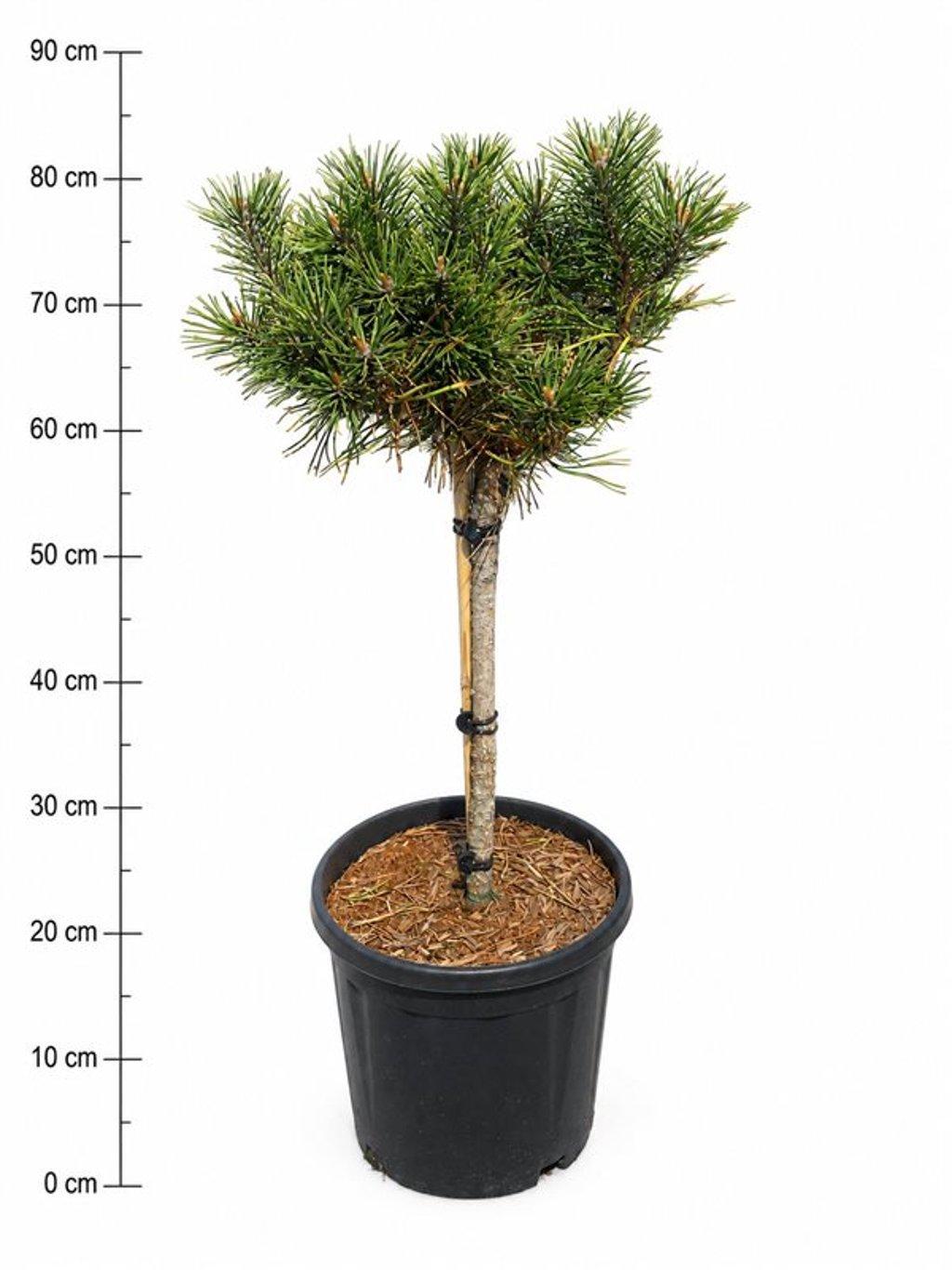 Горшечные цветы и растения оптом Pinus Mugo golden Glow от 1шт из Голландии с доставкой по России