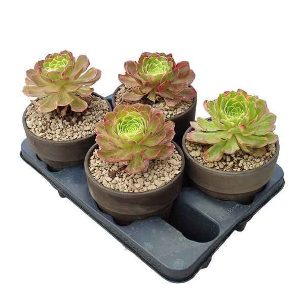 Горшечные цветы и растения оптом Aeonium Halloween Terracotta от 4шт из Голландии с доставкой по России