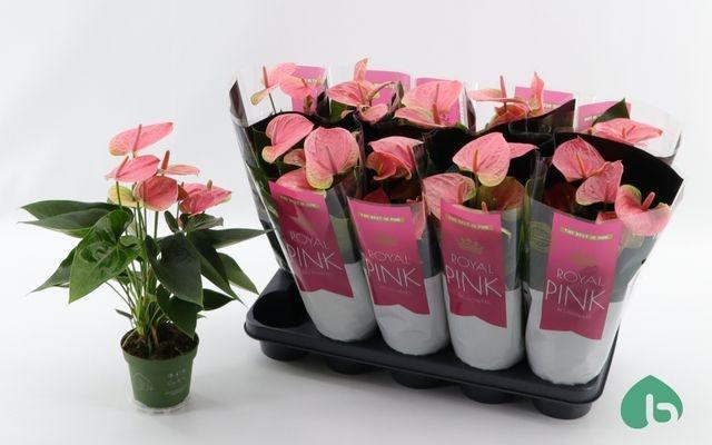 Горшечные цветы и растения оптом Anthurium Sweet Dream от 10шт из Голландии с доставкой по России