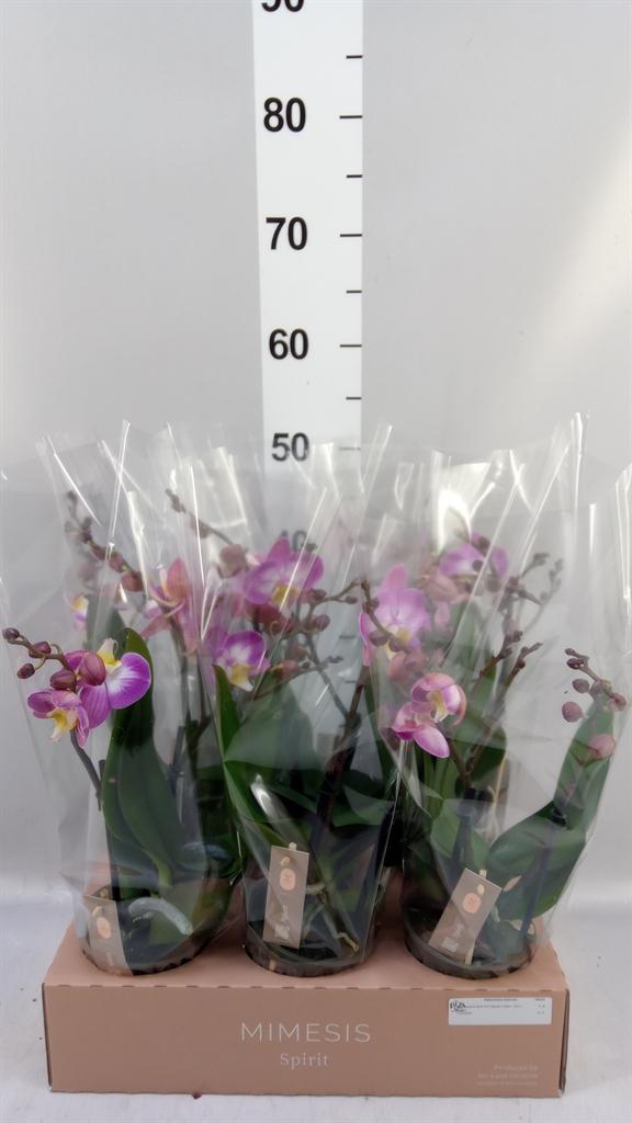 Горшечные цветы и растения оптом Phalaenopsis spirit Pink от 6шт из Голландии с доставкой по России