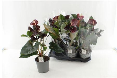 Горшечные цветы и растения оптом Anthu Fl Tranquillo 4+ P17 от 6шт из Голландии с доставкой по России