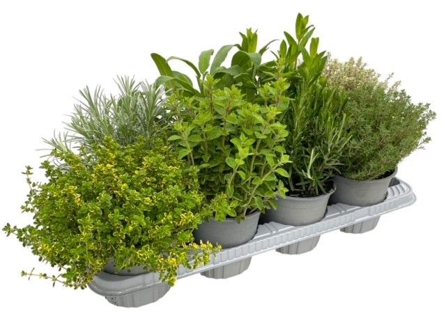 Горшечные цветы и растения оптом Herb Mix от 8шт из Голландии с доставкой по России