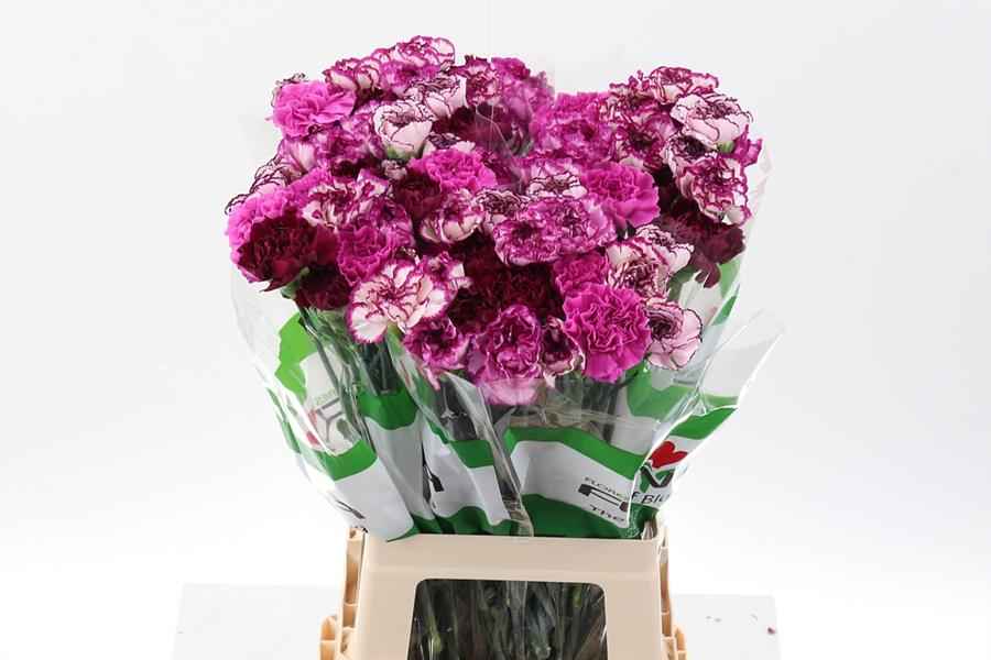 Срезанные цветы оптом Dianthus st mix rainbow purple от 80шт из Голландии с доставкой по России