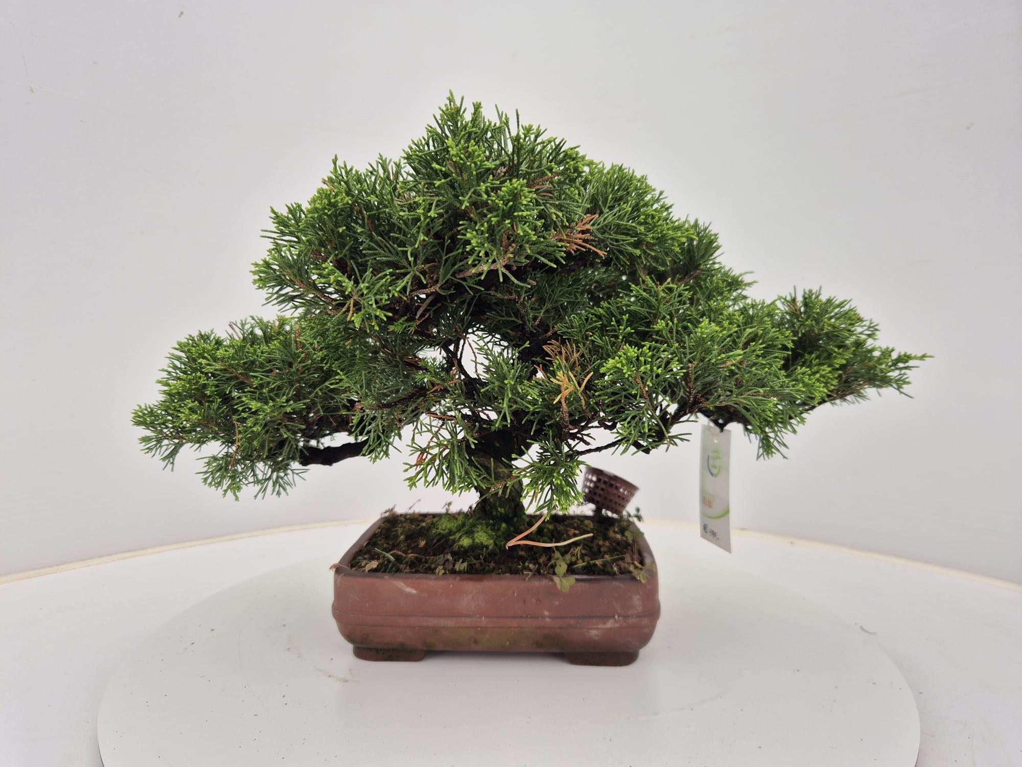 Горшечные цветы и растения оптом Juniperus Chinensis, 21 Cm от 1шт из Голландии с доставкой по России