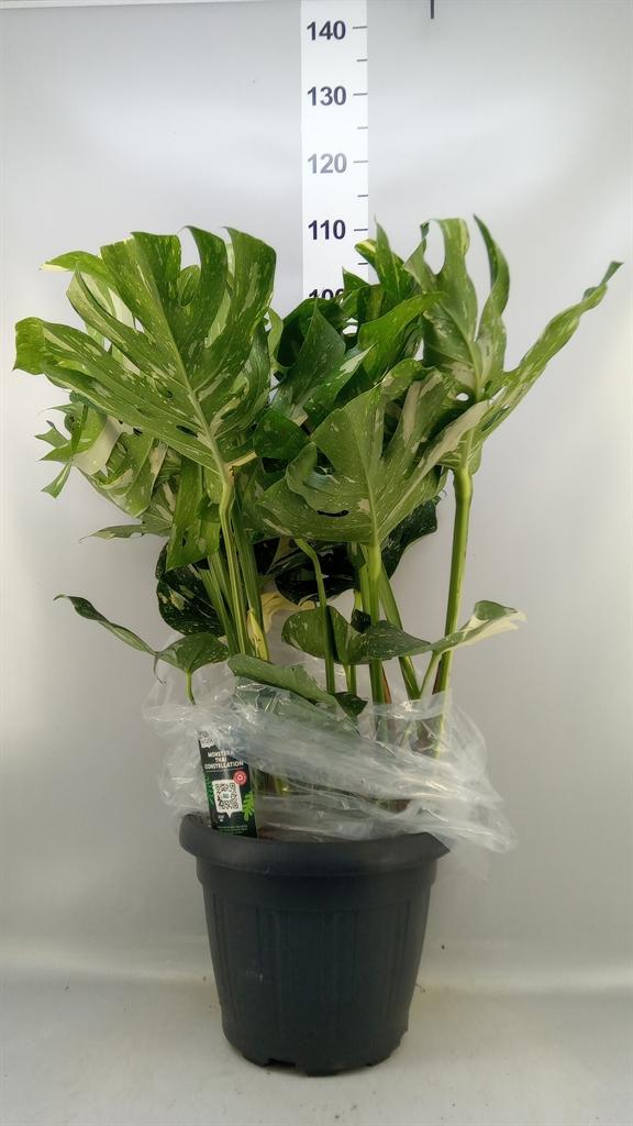 Горшечные цветы и растения оптом Monstera Delic. thai Constellatio от 1шт из Голландии с доставкой по России