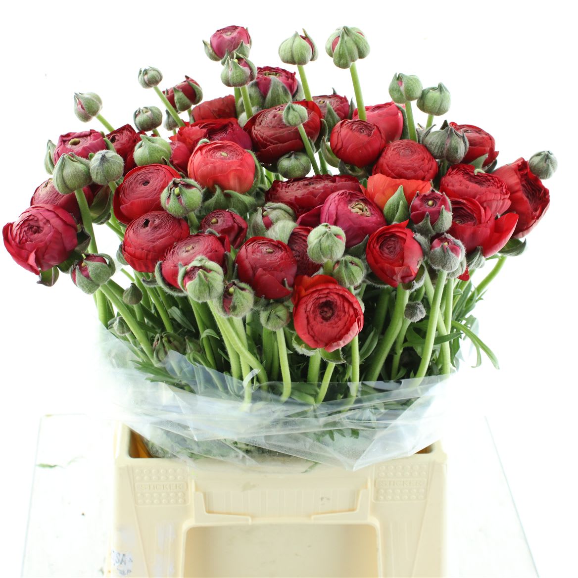 Срезанные цветы оптом Ranunculus elegance red от 40шт из Голландии с доставкой по России
