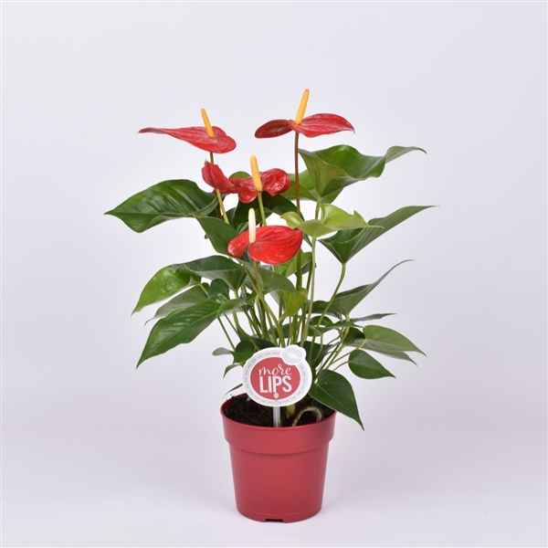 Горшечные цветы и растения оптом Anth An Everio 4+ (morelips) от 10шт из Голландии с доставкой по России