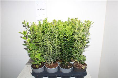 Горшечные цветы и растения оптом Euonymus Jap Gem от 11шт из Голландии с доставкой по России