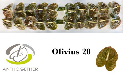 Срезанные цветы оптом Anthurium olivius от 20шт из Голландии с доставкой по России