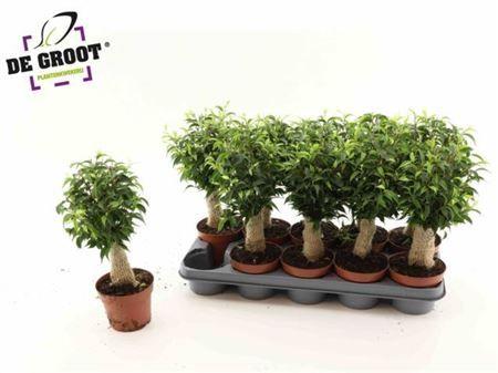 Горшечные цветы и растения оптом Ficus Be Natasja Jutte Stem от 10шт из Голландии с доставкой по России