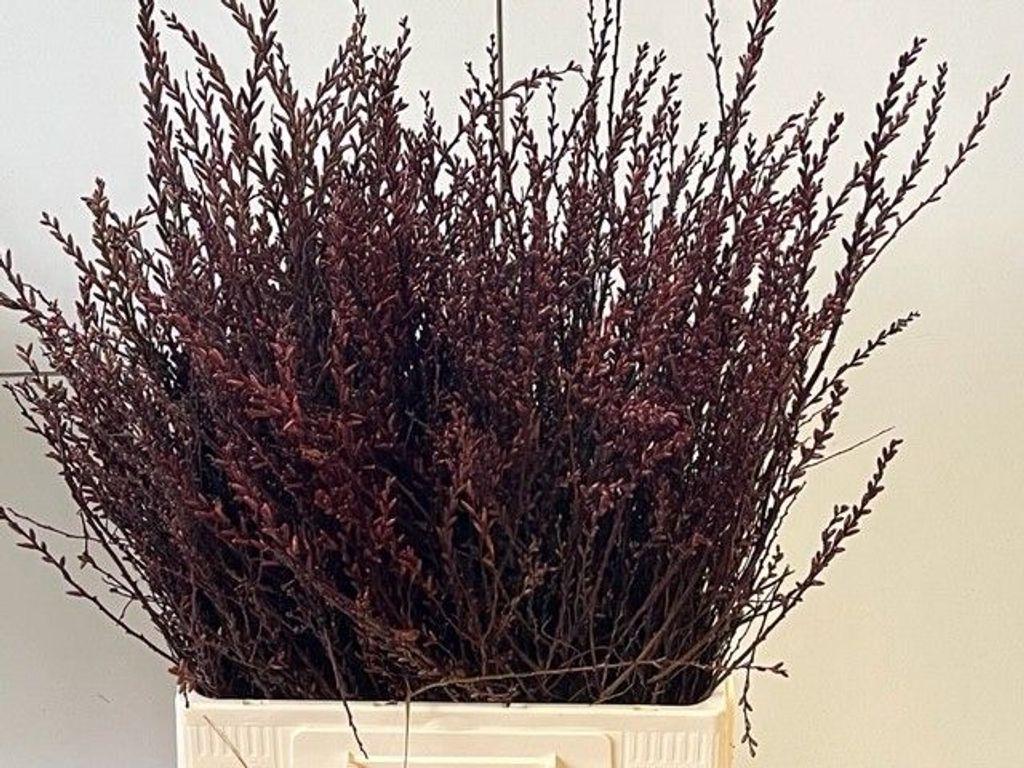 Срезанные цветы оптом Myrica gale от 150шт из Голландии с доставкой по России