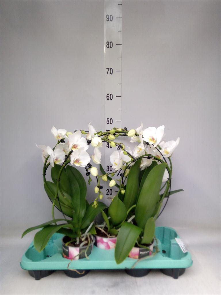 Горшечные цветы и растения оптом Phalaenopsis   ... от 5шт из Голландии с доставкой по России