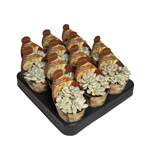 Горшечные цветы и растения оптом Graptoveria Titubans Variegata Potcover от 12шт (для телеги) из Голландии с доставкой по России