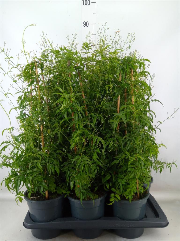 Горшечные цветы и растения оптом Jasminum Polyanthum от 6шт из Голландии с доставкой по России