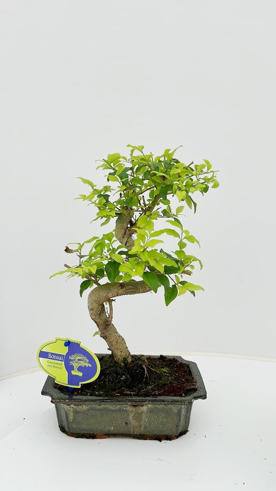Горшечные цветы и растения оптом Bonsai Ligustrum Sinensis, Without Drip от 6шт из Голландии с доставкой по России
