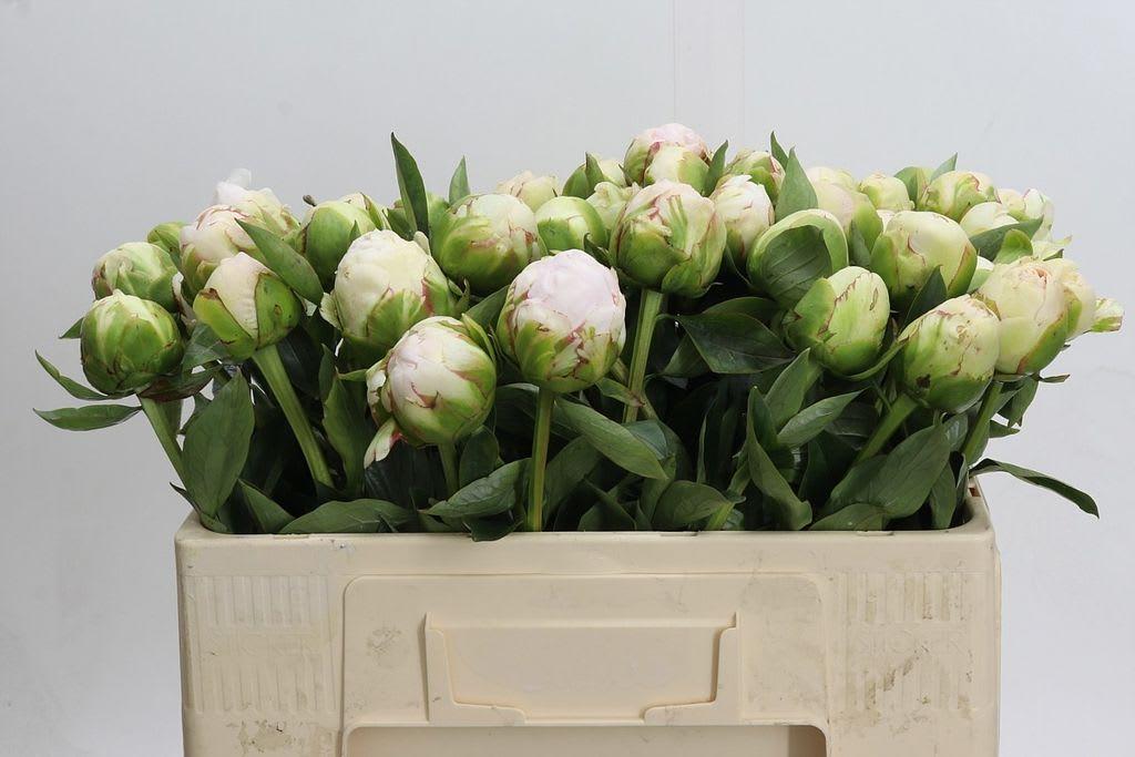 Срезанные цветы оптом Paeonia mothers choice от 50шт из Голландии с доставкой по России