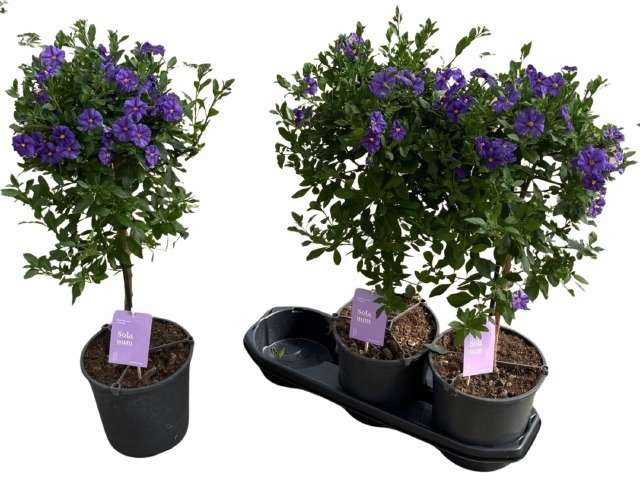 Горшечные цветы и растения оптом Lyci Ran Blue Fount от 3шт' из Голландии с доставкой по России