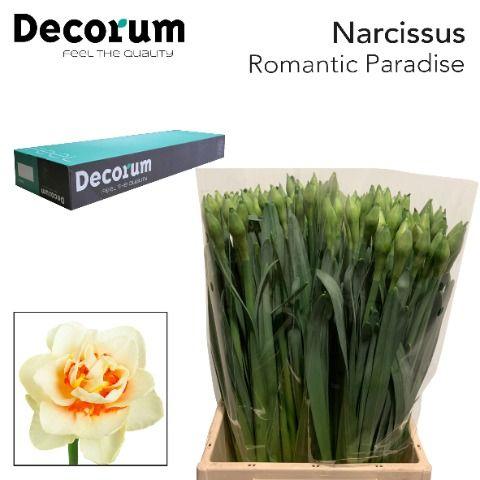 Срезанные цветы оптом Narcissus do romantic paradise in box от 300шт из Голландии с доставкой по России